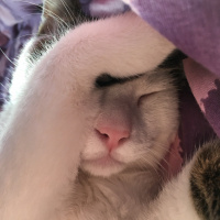 Tekir Kedi, Kedi  Boncuk fotoğrafı
