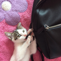 Tekir Kedi, Kedi  Boncuk fotoğrafı