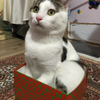 Tekir Kedi, Kedi  Boncuk fotoğrafı
