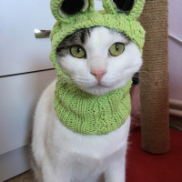 Tekir Kedi, Kedi  Boncuk fotoğrafı