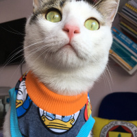 Tekir Kedi, Kedi  Boncuk fotoğrafı