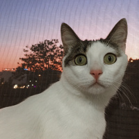 Tekir Kedi, Kedi  Boncuk fotoğrafı