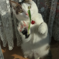 Tekir Kedi, Kedi  Boncuk fotoğrafı
