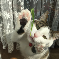 Tekir Kedi, Kedi  Boncuk fotoğrafı