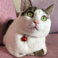 Tekir Kedi, Kedi  Boncuk fotoğrafı