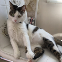 Tekir Kedi, Kedi  Boncuk fotoğrafı