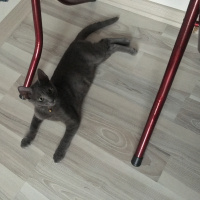 Mavi Rus, Kedi  Berlin fotoğrafı