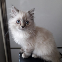 Ragdoll, Kedi  Naneli fotoğrafı