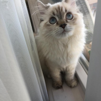 Ragdoll, Kedi  Naneli fotoğrafı