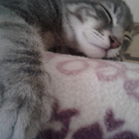 Tekir Kedi, Kedi  Duman Hamdi fotoğrafı
