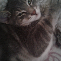 Tekir Kedi, Kedi  Duman Hamdi fotoğrafı
