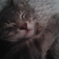 Tekir Kedi, Kedi  Duman Hamdi fotoğrafı