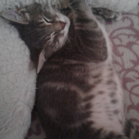 Tekir Kedi, Kedi  Duman Hamdi fotoğrafı