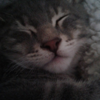 Tekir Kedi, Kedi  Duman Hamdi fotoğrafı
