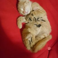 Sarman, Kedi  Pişi(sahiplendiremezsem sokağa atmam gerekecek) fotoğrafı