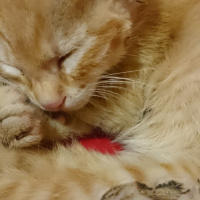 Sarman, Kedi  Pişi(sahiplendiremezsem sokağa atmam gerekecek) fotoğrafı