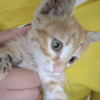 Sarman, Kedi  Pişi(sahiplendiremezsem sokağa atmam gerekecek) fotoğrafı
