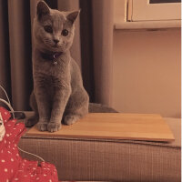 British Shorthair, Kedi  Puffy fotoğrafı