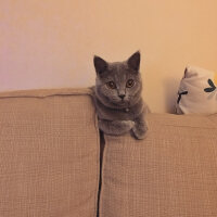 British Shorthair, Kedi  Puffy fotoğrafı