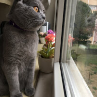 British Shorthair, Kedi  Puffy fotoğrafı