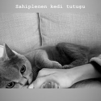 British Shorthair, Kedi  Puffy fotoğrafı