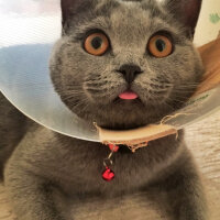 British Shorthair, Kedi  Puffy fotoğrafı