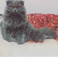 Scottish Fold, Kedi  Duman fotoğrafı