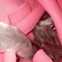 Mavi Rus, Kedi  Minik fotoğrafı