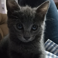 Mavi Rus, Kedi  Minik fotoğrafı