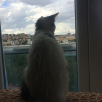Ankara Kedisi, Kedi  Mia fotoğrafı