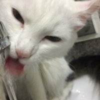 Ankara Kedisi, Kedi  Mia fotoğrafı