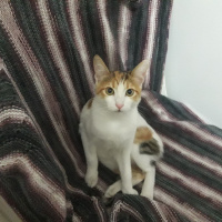 Tekir Kedi, Kedi  Nefes fotoğrafı