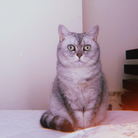 British Shorthair, Kedi  luna fotoğrafı