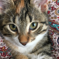 Tekir Kedi, Kedi  Karmel fotoğrafı