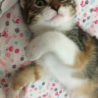 Tekir Kedi, Kedi  Karmel fotoğrafı