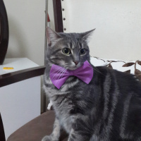 Tekir Kedi, Kedi  Mayıs fotoğrafı