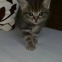 Tekir Kedi, Kedi  Mayıs fotoğrafı