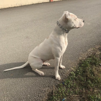 Dogo Arjantin, Köpek  Rita fotoğrafı