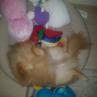 Pomeranyalı, Köpek  can fotoğrafı
