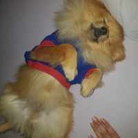 Pomeranyalı, Köpek  can fotoğrafı