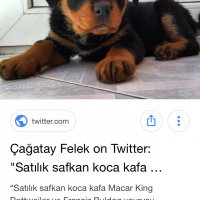 Rottweiler, Köpek  ROTWEILER YAVRUSU ARIYORUM SAHIPLENMEK ICIN fotoğrafı