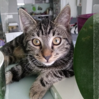 Tekir Kedi, Kedi  6 aylık 3 yavru kedimiz ev arıyor fotoğrafı