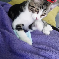 Tekir Kedi, Kedi  6 aylık 3 yavru kedimiz ev arıyor fotoğrafı