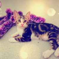 Tekir Kedi, Kedi  6 aylık 3 yavru kedimiz ev arıyor fotoğrafı