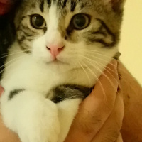 Tekir Kedi, Kedi  6 aylık 3 yavru kedimiz ev arıyor fotoğrafı