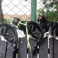 Tekir Kedi, Kedi  6 aylık 3 yavru kedimiz ev arıyor fotoğrafı