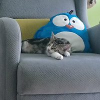 Tekir Kedi, Kedi  6 aylık 3 yavru kedimiz ev arıyor fotoğrafı