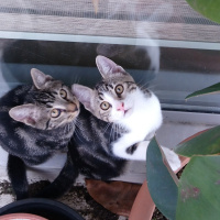 Tekir Kedi, Kedi  6 aylık 3 yavru kedimiz ev arıyor fotoğrafı