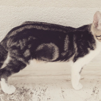 Tekir Kedi, Kedi  6 aylık 3 yavru kedimiz ev arıyor fotoğrafı