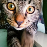 Tekir Kedi, Kedi  6 aylık 3 yavru kedimiz ev arıyor fotoğrafı